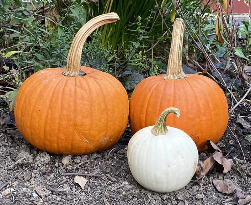 Reference photo of pumpkins for tutorial - watercolor pumpkins 3 ways to paint