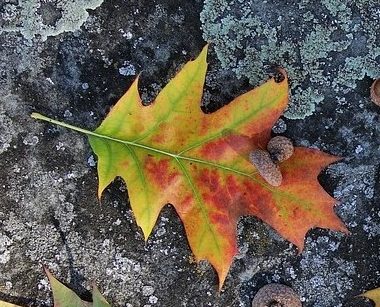 Fall Leaf Reference Photo 1