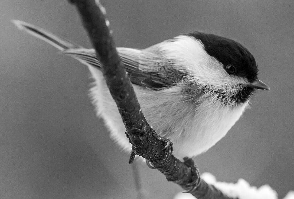 chickadee reference photo
