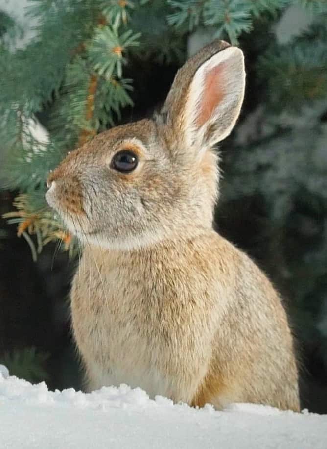 Close up photo reference for bunny in snow