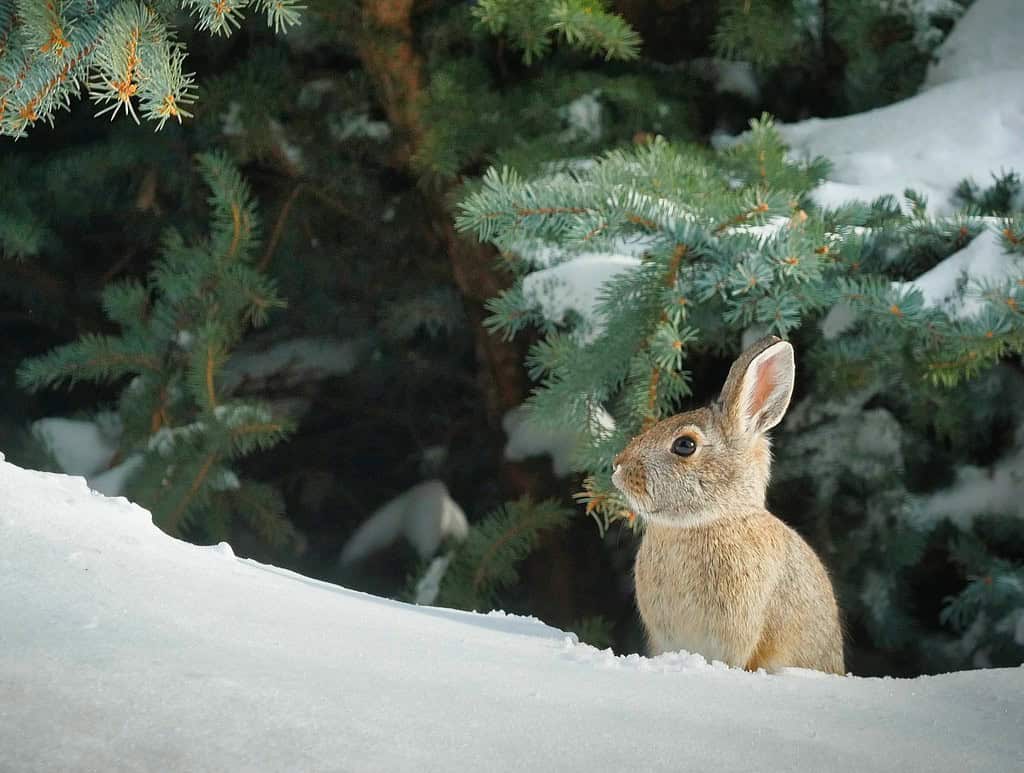 Bunny in Snow reference photo