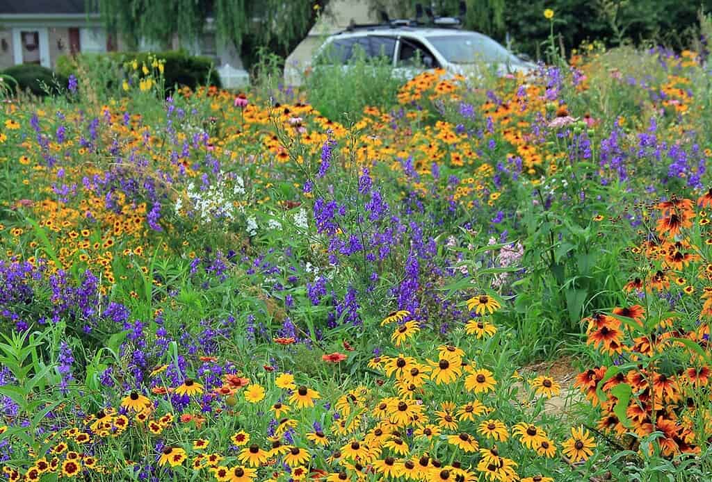 Photo of field of wildflowers for reference
