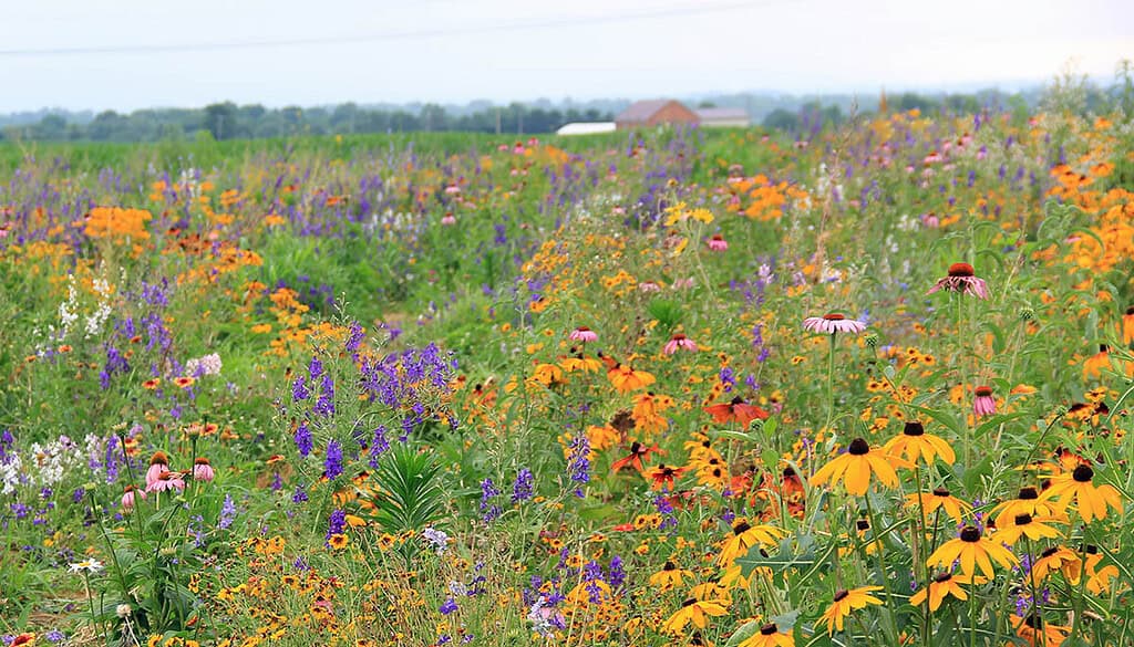 field of wildflower photo by Deb Watson