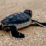 Reference photo of baby sea turtle on the beach