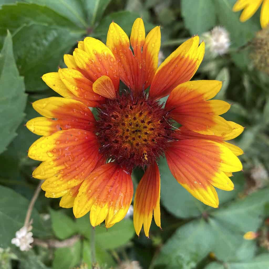 reference photo of Blanket Flower for watercolor tutorial Beginner Wet on Wet