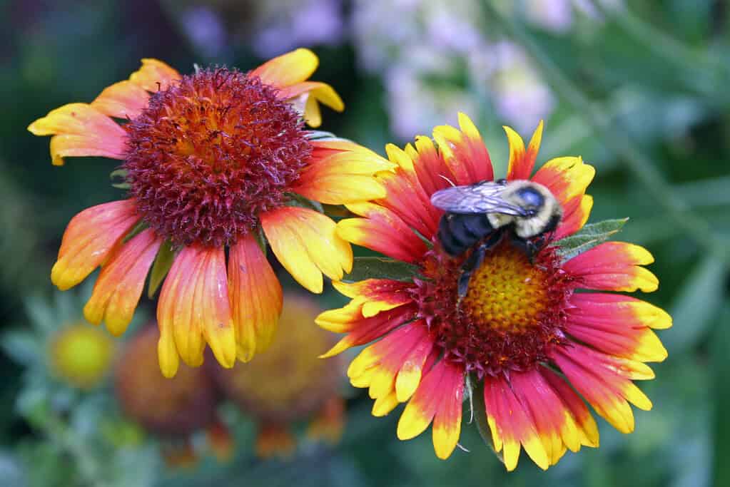 Bonus Flower Photo