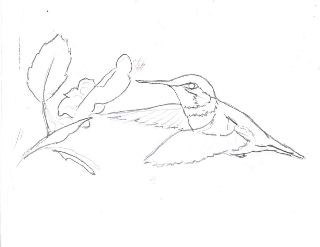 Hummingbird Outline Page