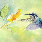 watercolor painting of hummingbird