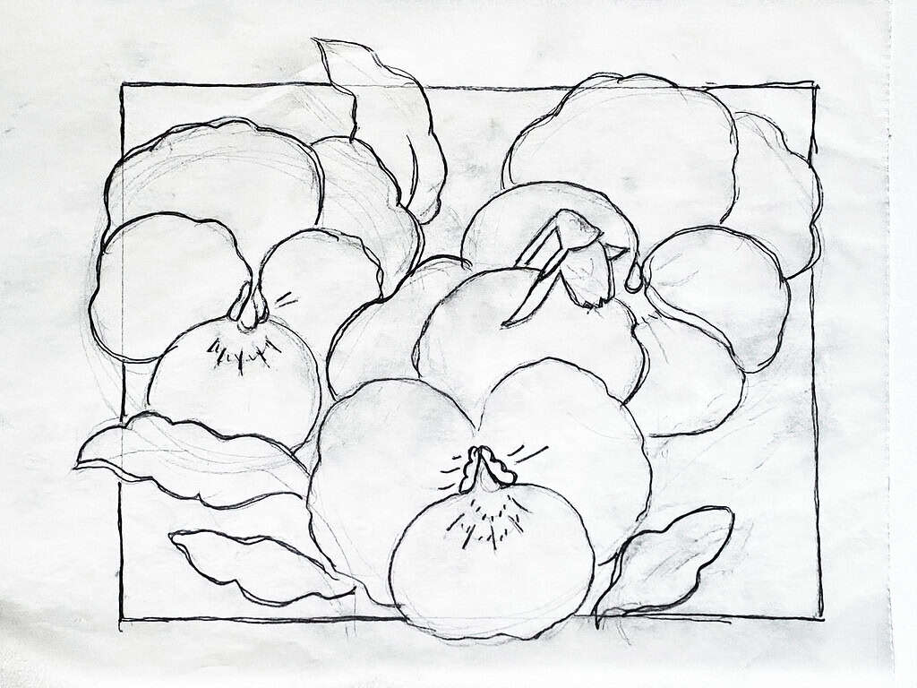 Outline page for watercolor painting tutorial - Secrets to Glowing Pansies