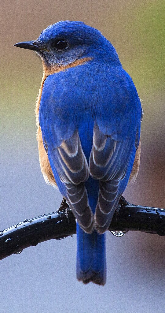 Reference photo of Bluebird