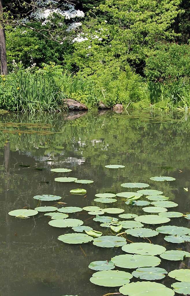 Photograph of river with lily pads