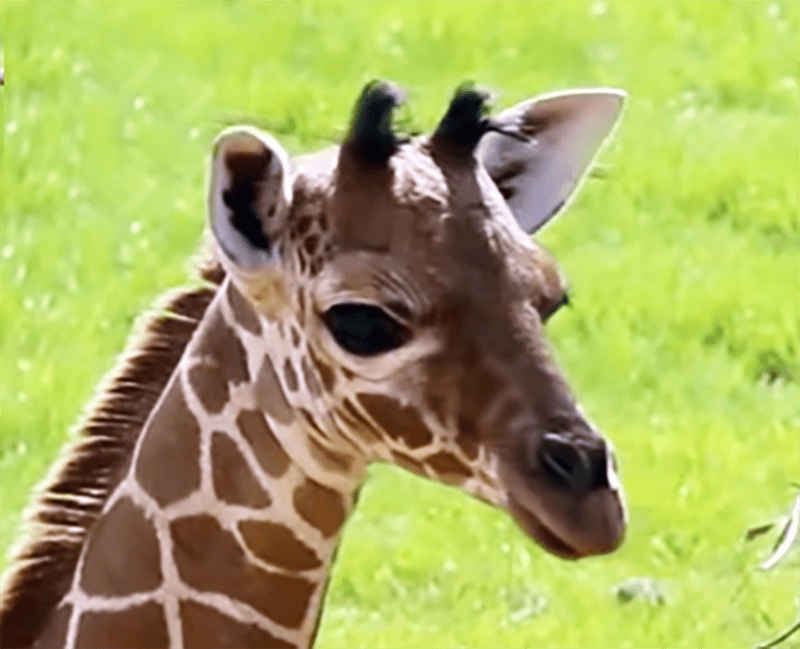 Giraffe calf with distinctive spots and small horns in a lush green field.