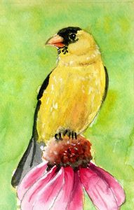 Watercolor goldfinch on purple coneflower