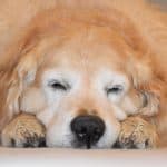 sleeping dog reference photo