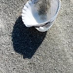 Seashell photo reference